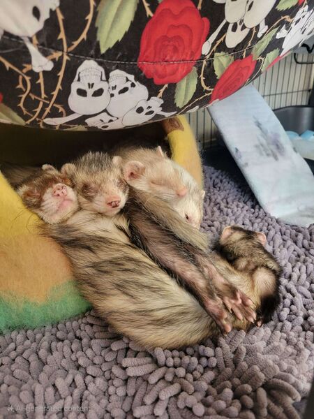 File:Oldies-cuddle-puddle.jpg