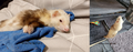 Mocha before and after his dim treatments.