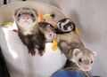 Beans, Demeter, Jinx and Kahlua in the Toy-Basket