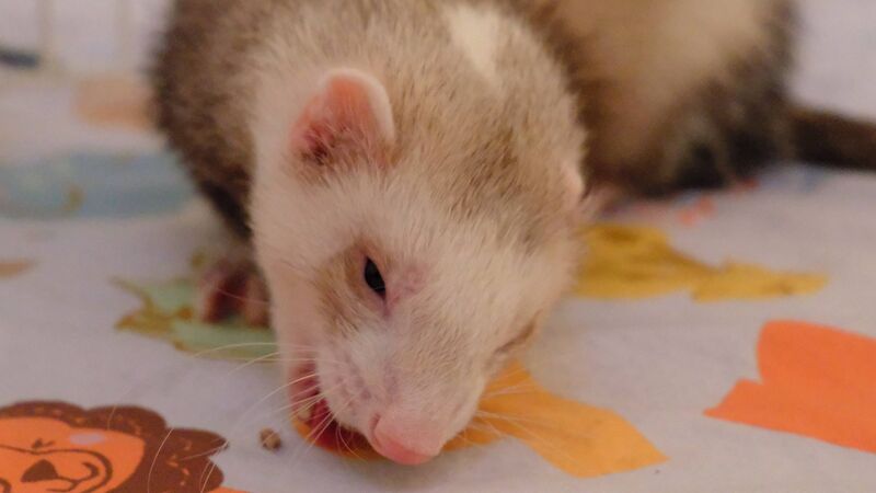File:Vincent snack 1.jpeg