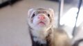 Smol blep from big mike