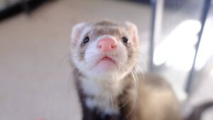 Big mike smol blep.jpg