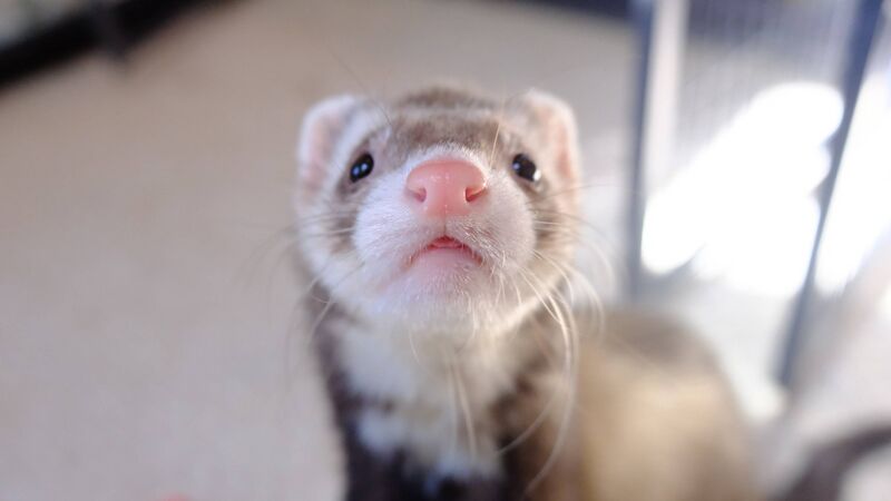 File:Big mike smol blep.jpg