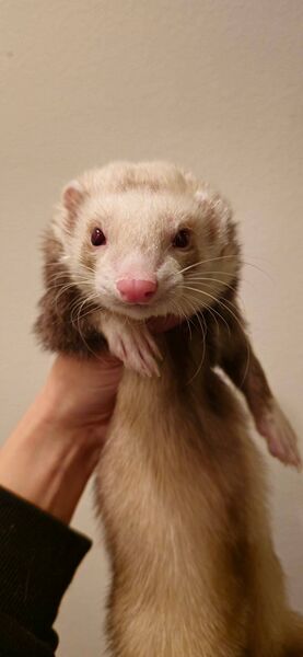 File:Vincent mugshot 2.jpeg