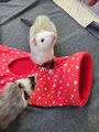 Toby with Peanut